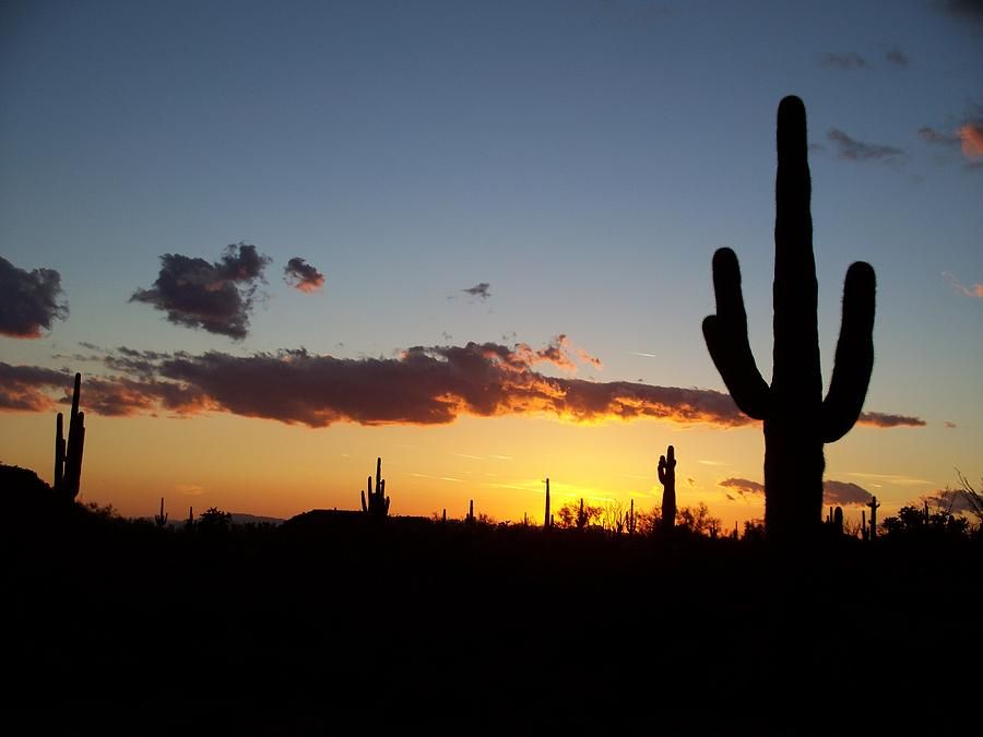Arizona cacti landscape